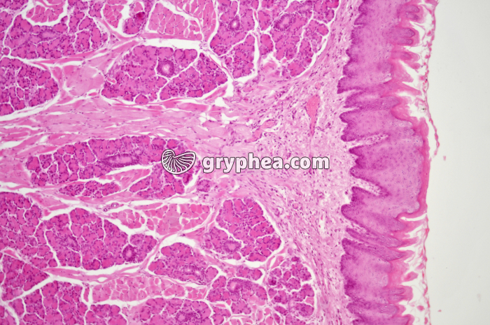 Langue x40 - gryphea.org